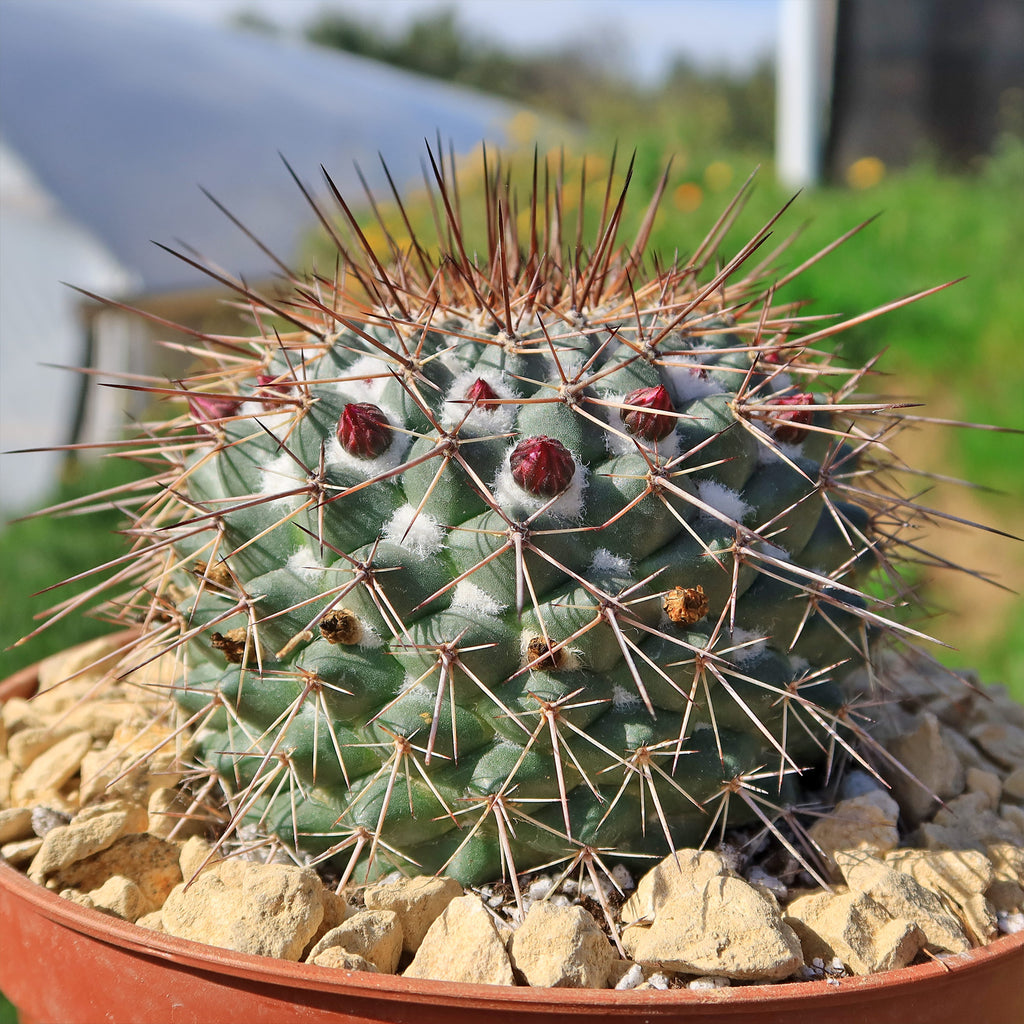 Mammillaria Rubrograndis