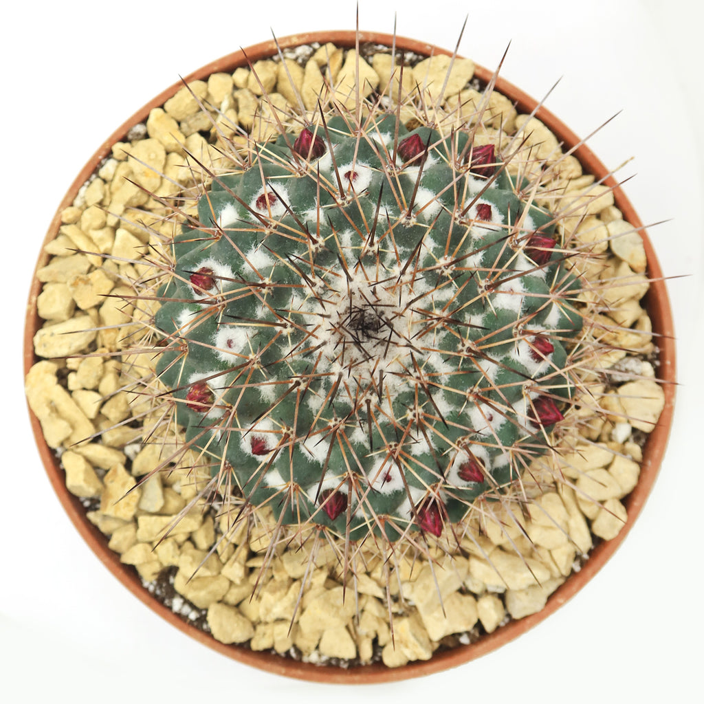 Mammillaria Rubrograndis