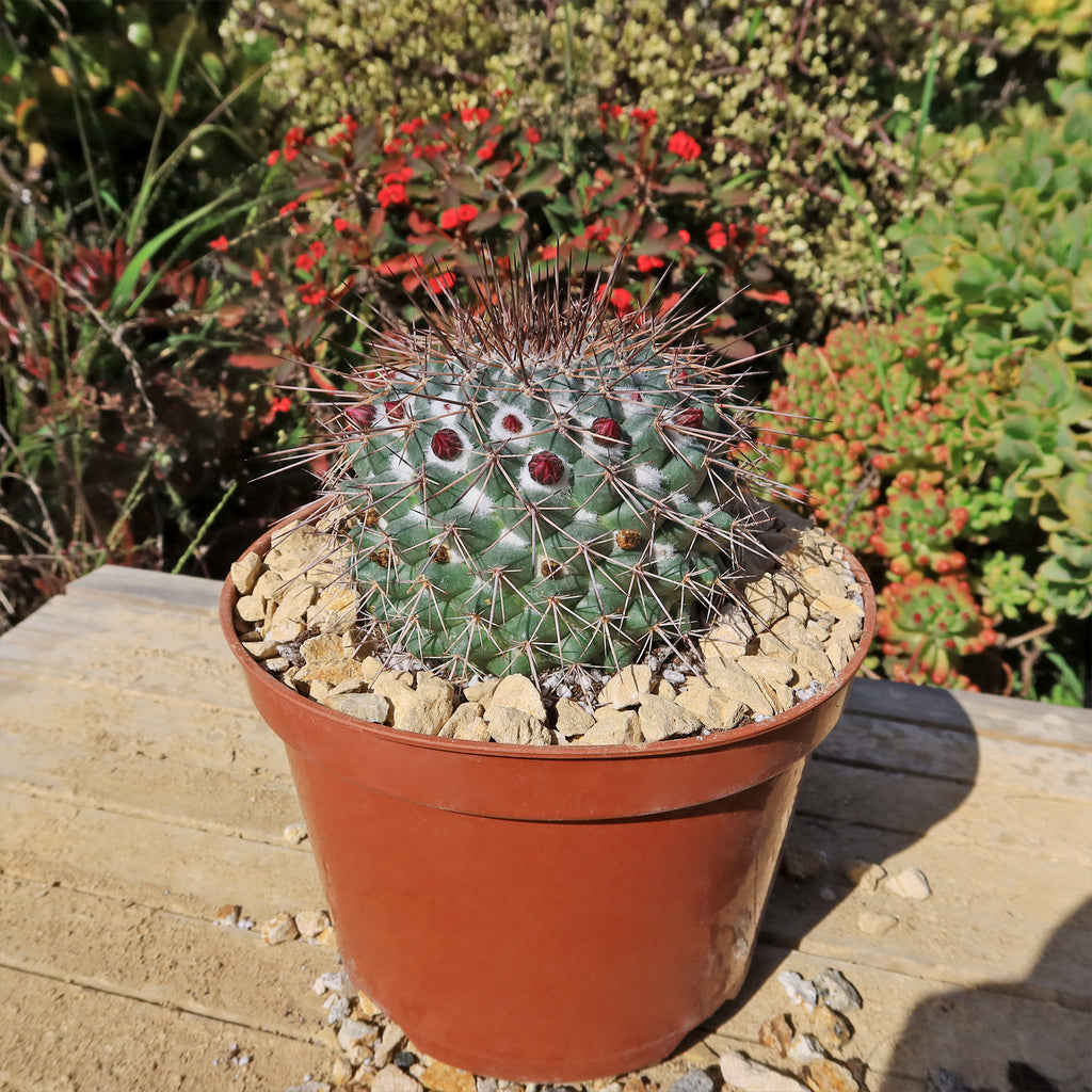 Mammillaria Rubrograndis
