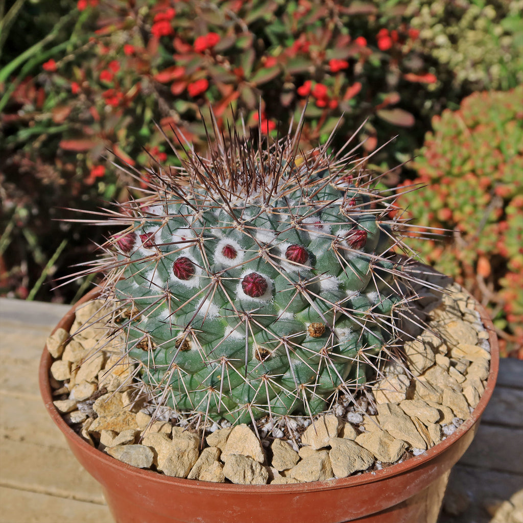 Mammillaria Rubrograndis