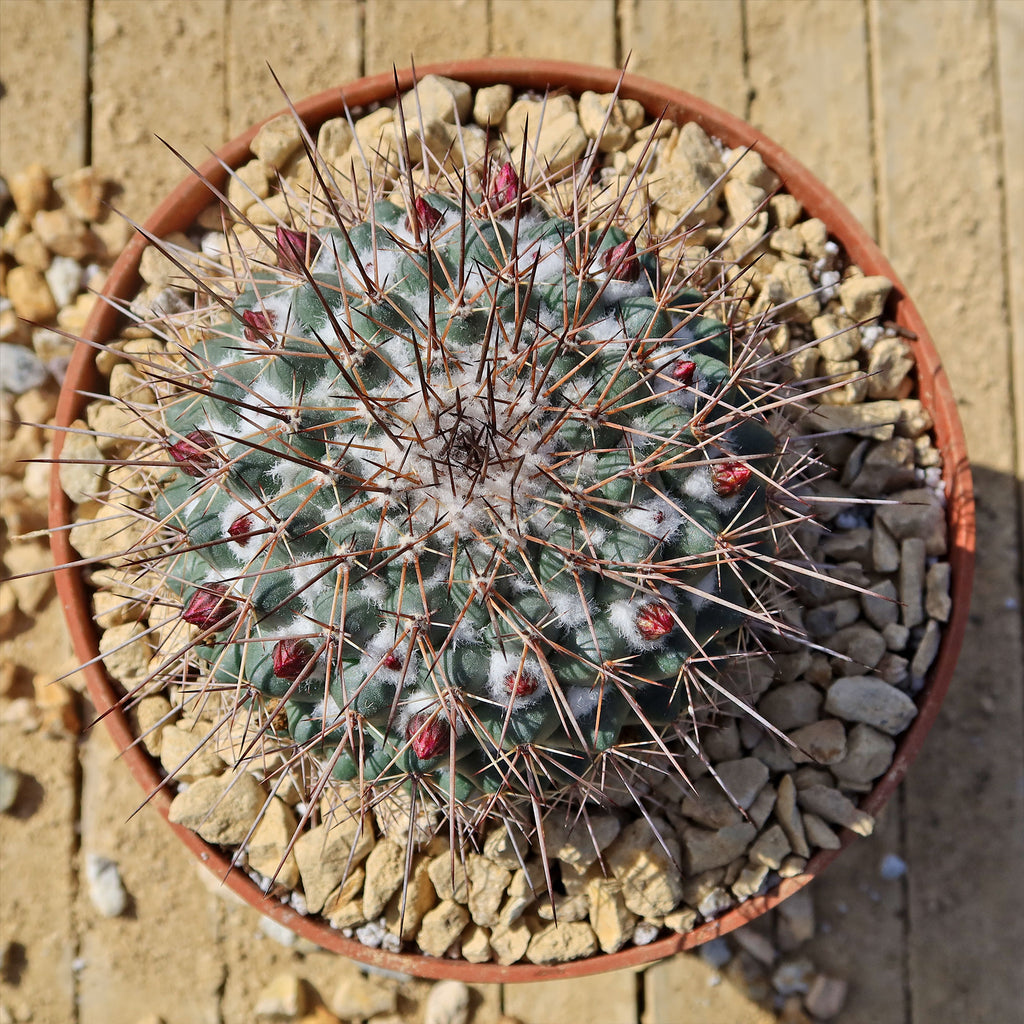 Mammillaria Rubrograndis