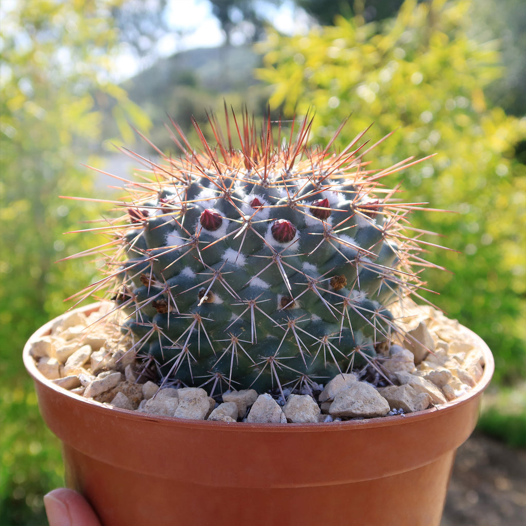 Mammillaria Rubrograndis