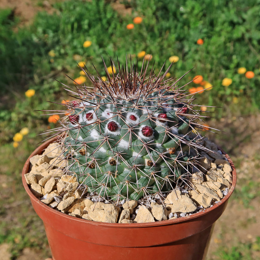 Mammillaria Rubrograndis