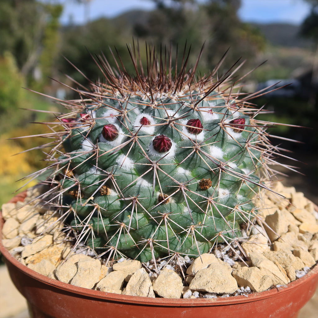 Mammillaria Rubrograndis