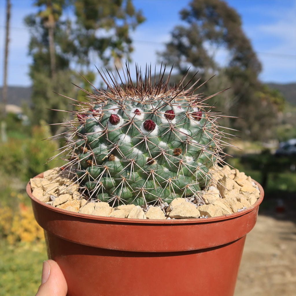 Mammillaria Rubrograndis