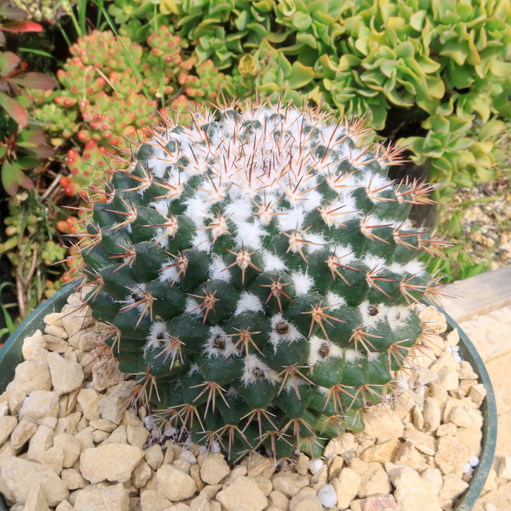 Mammillaria scrippsiana
