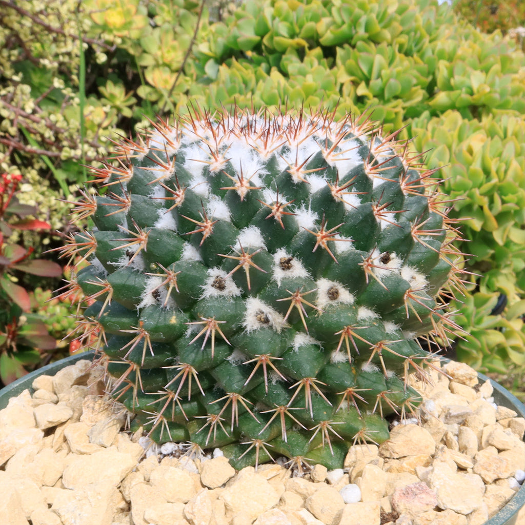 Mammillaria scrippsiana