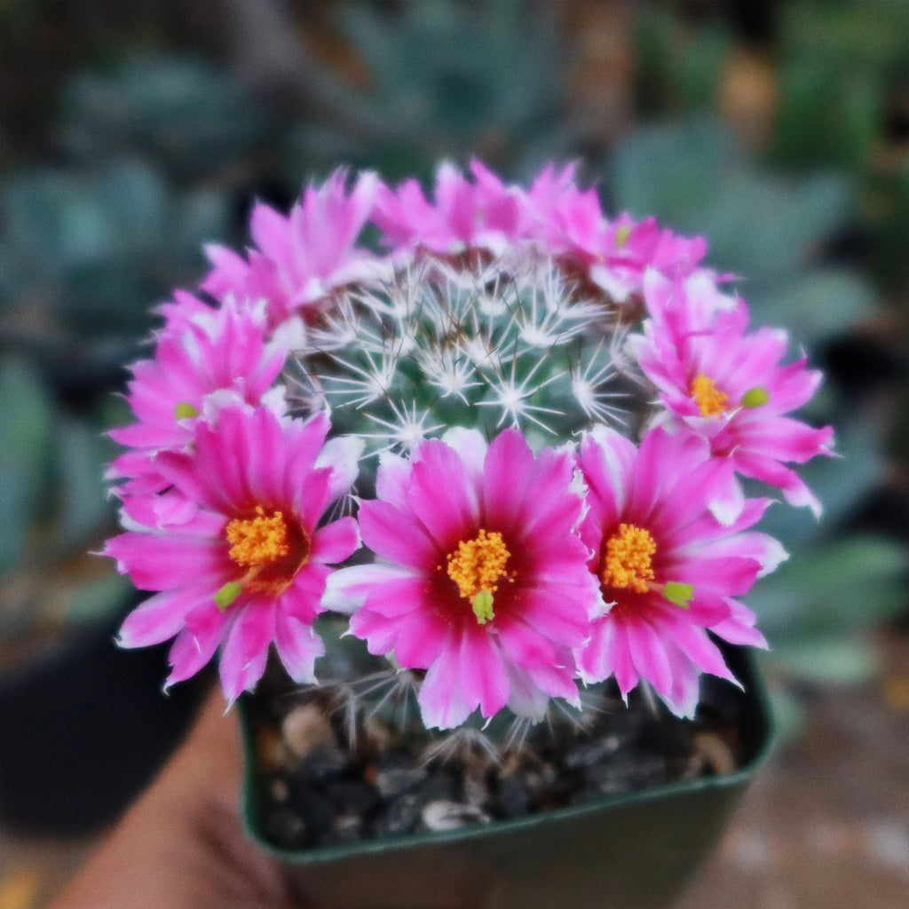 Mammillaria bartschella schumannii