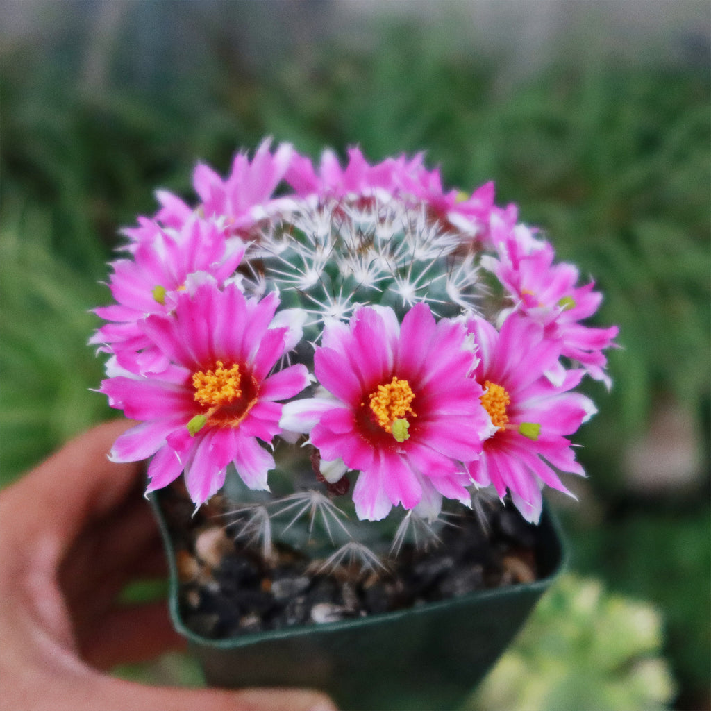 Mammillaria bartschella schumannii