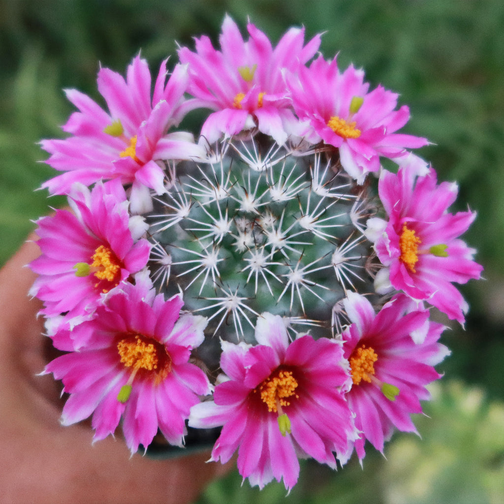 Mammillaria bartschella schumannii