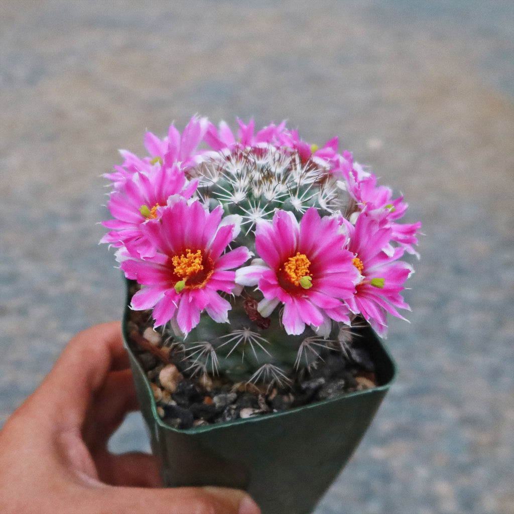 Mammillaria bartschella schumannii