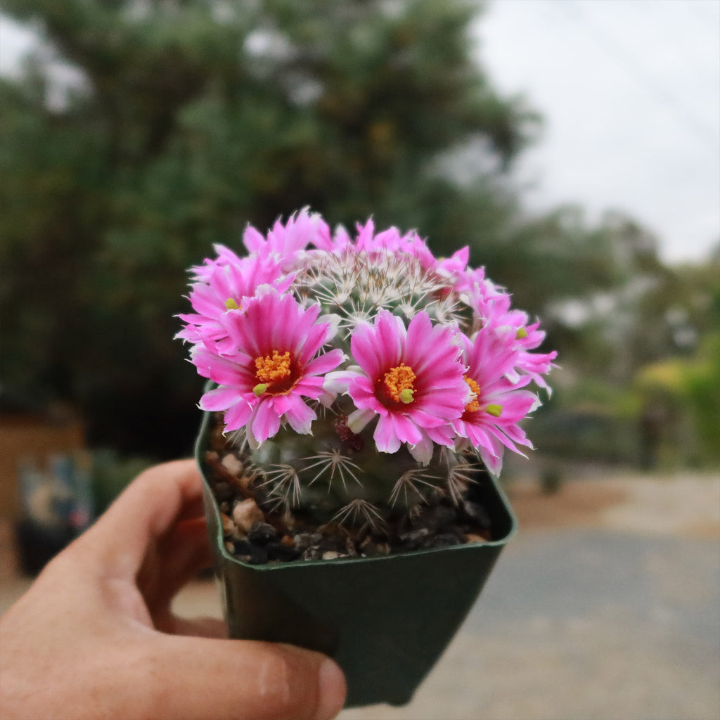 Mammillaria bartschella schumannii