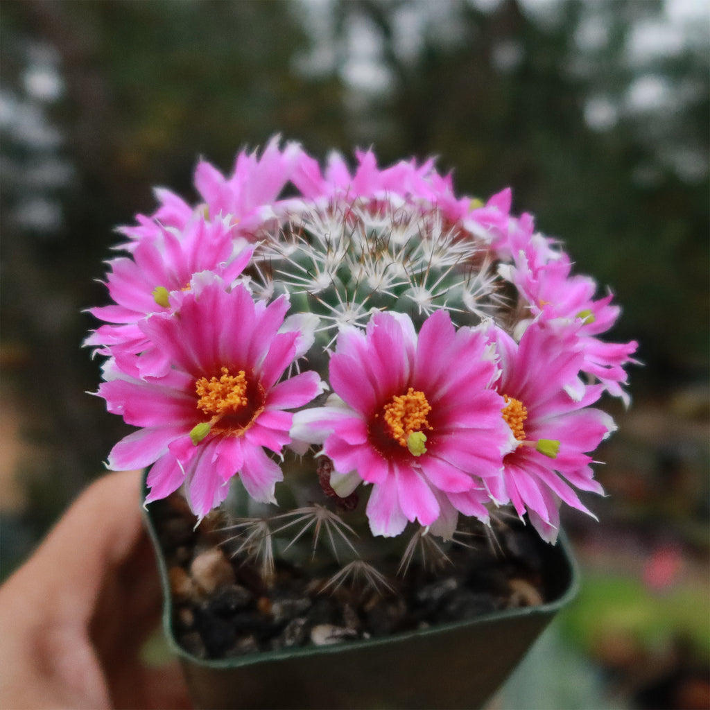 Mammillaria bartschella schumannii