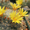 Mammillaria baumii