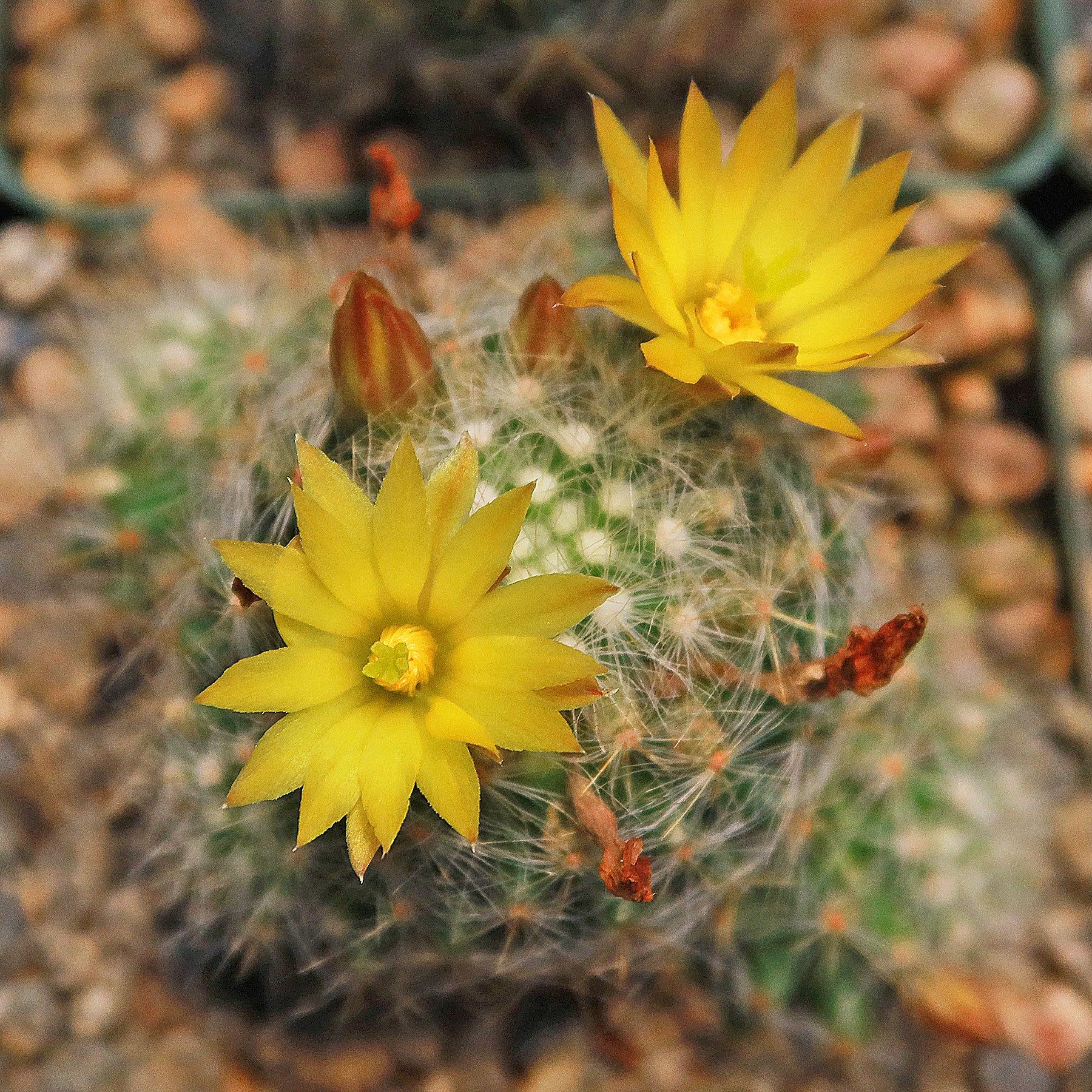 Mammillaria baumii