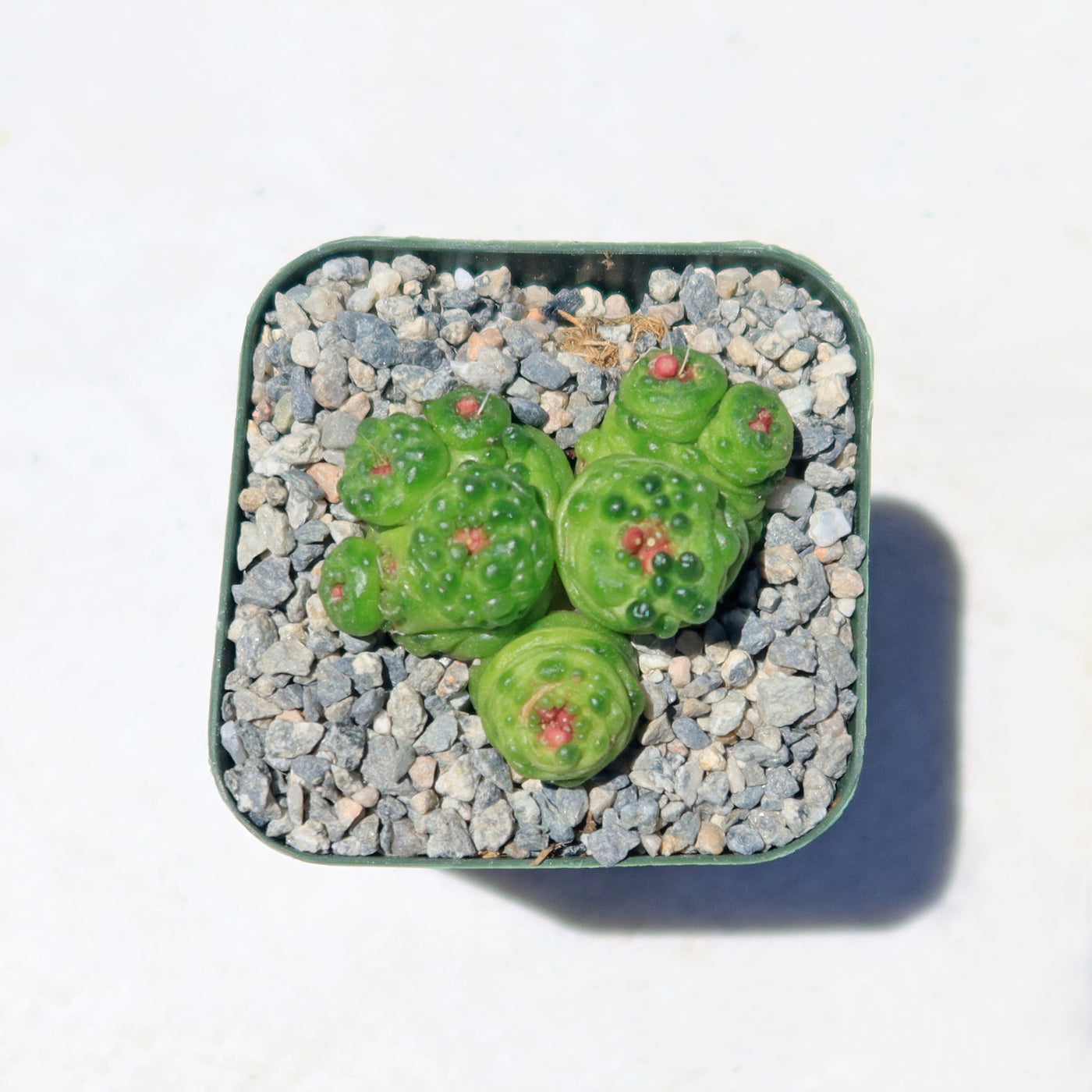 Mammillaria bocasana fred