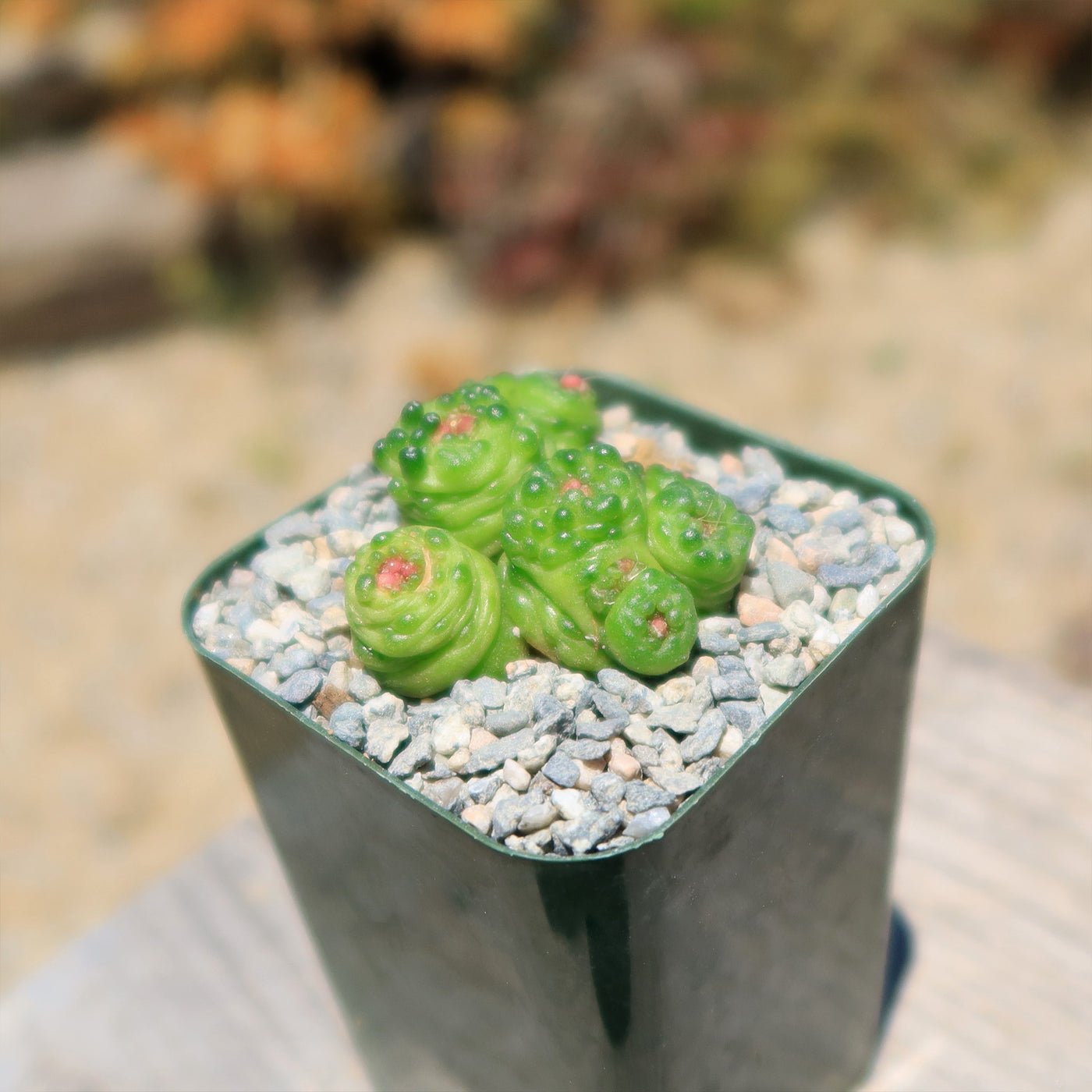 Mammillaria bocasana fred