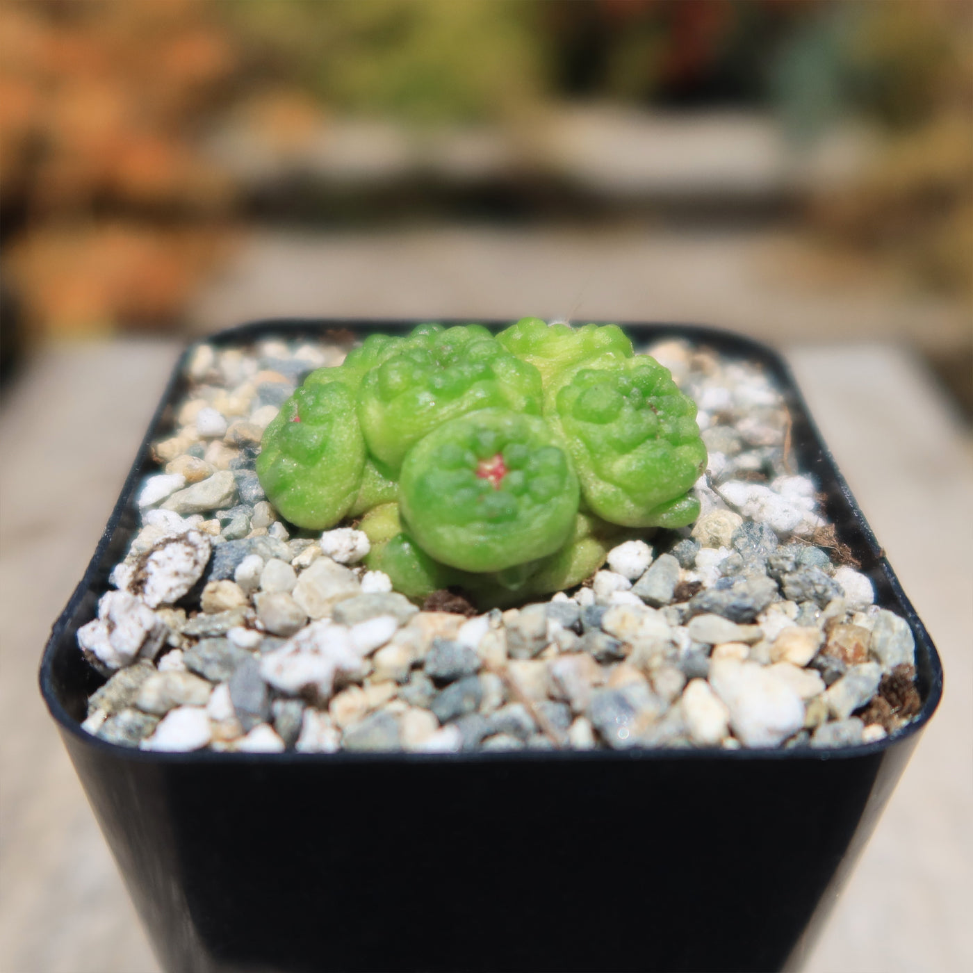 Mammillaria bocasana fred