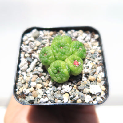 Mammillaria bocasana fred