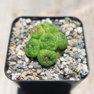Shop 'Mammillaria bocasana fred' Care and Info