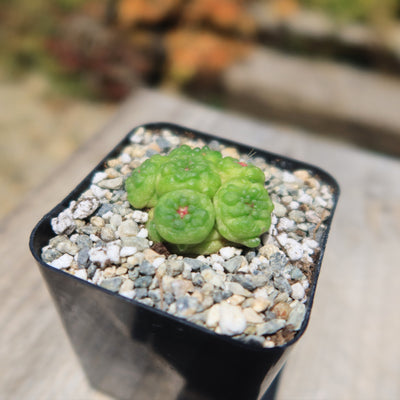 Mammillaria bocasana fred