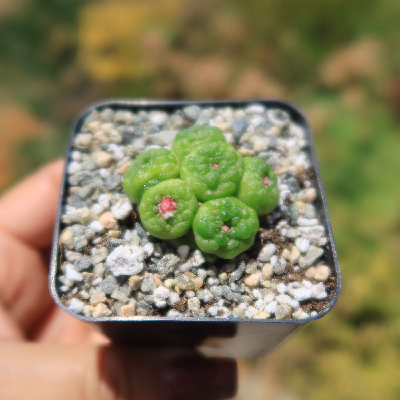 Mammillaria bocasana fred