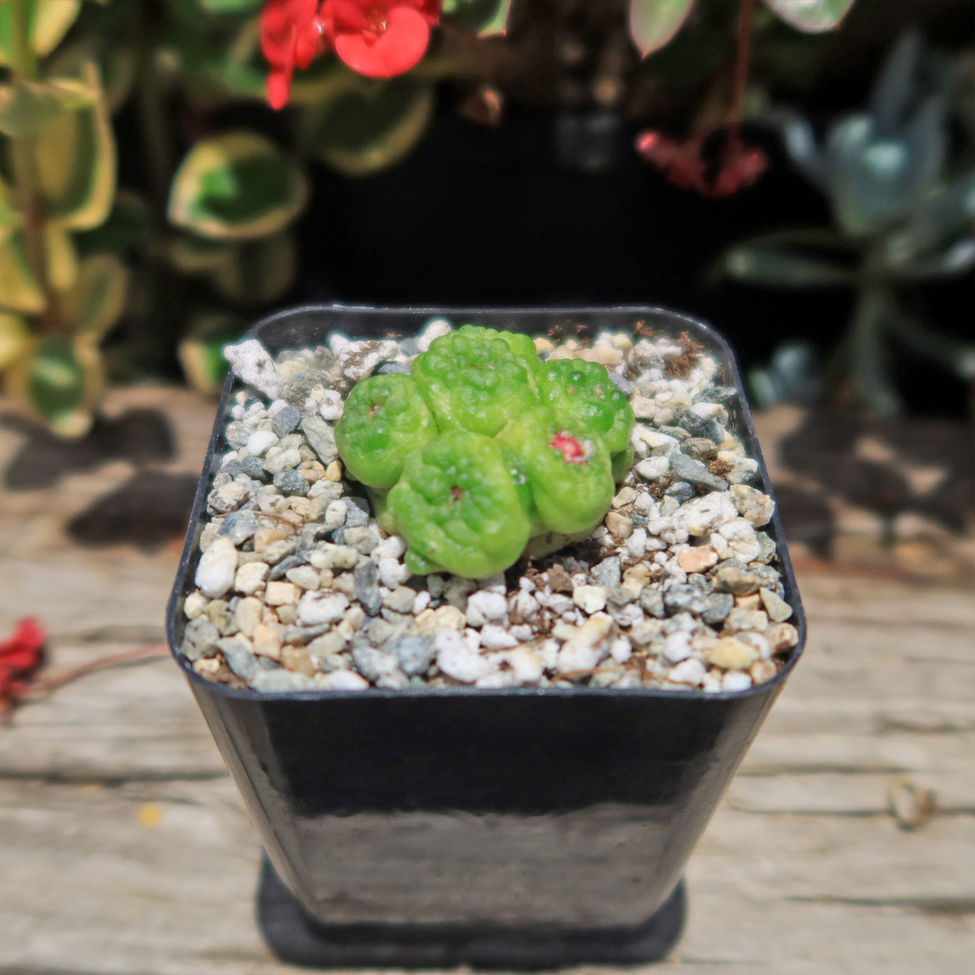 Mammillaria bocasana fred