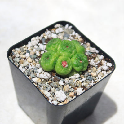 Mammillaria bocasana fred