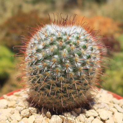 Mammillaria bombycina