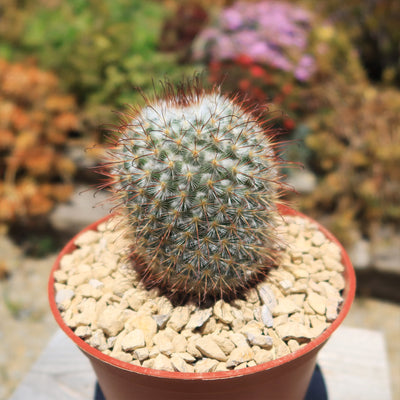 Mammillaria bombycina