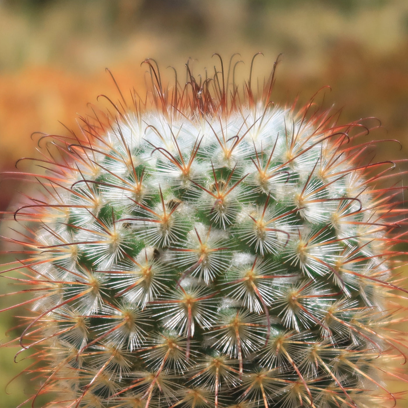 Mammillaria bombycina