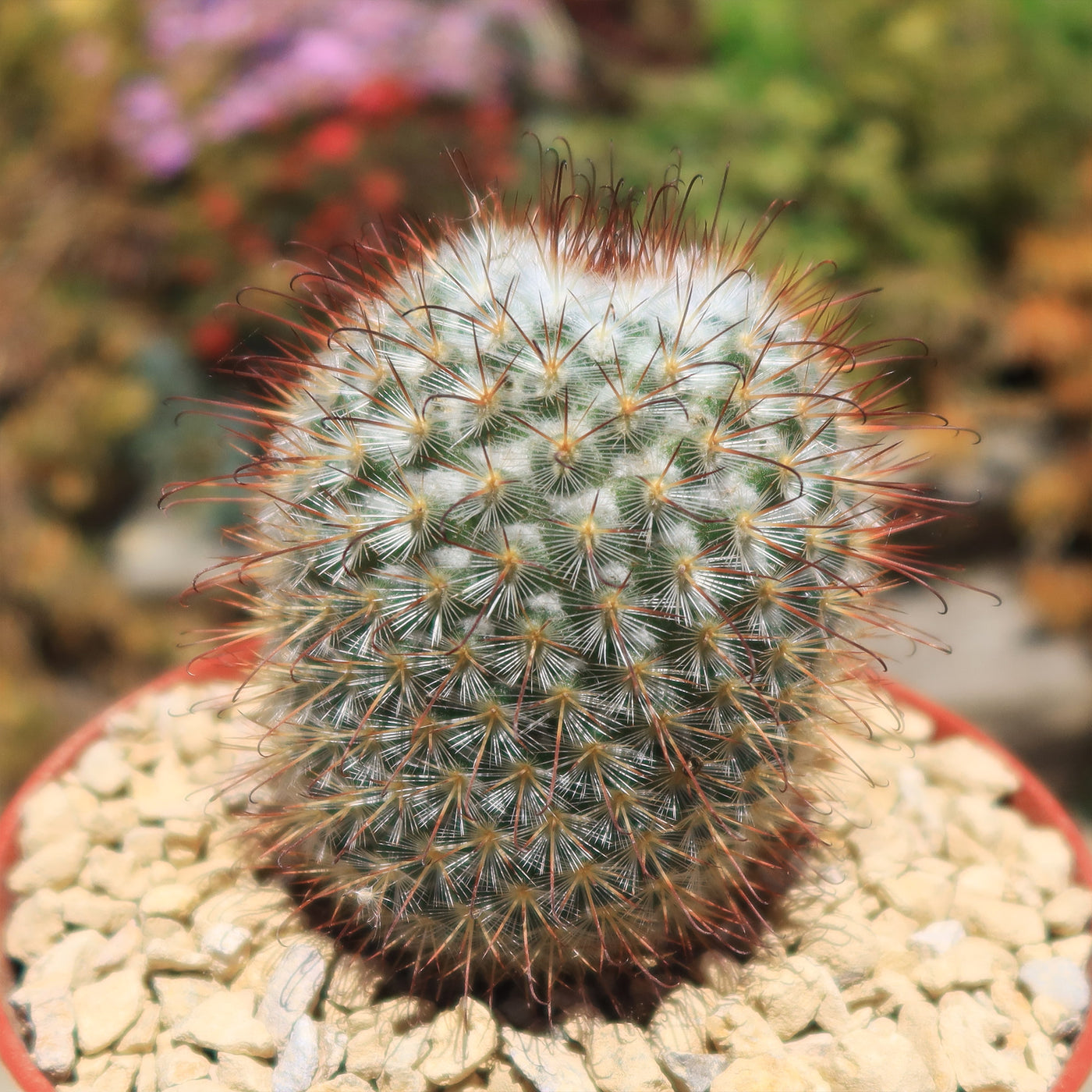 Mammillaria bombycina