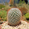 Mammillaria bombycina