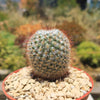 Mammillaria bombycina