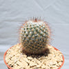 Mammillaria bombycina