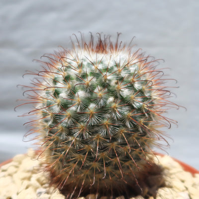 Mammillaria bombycina