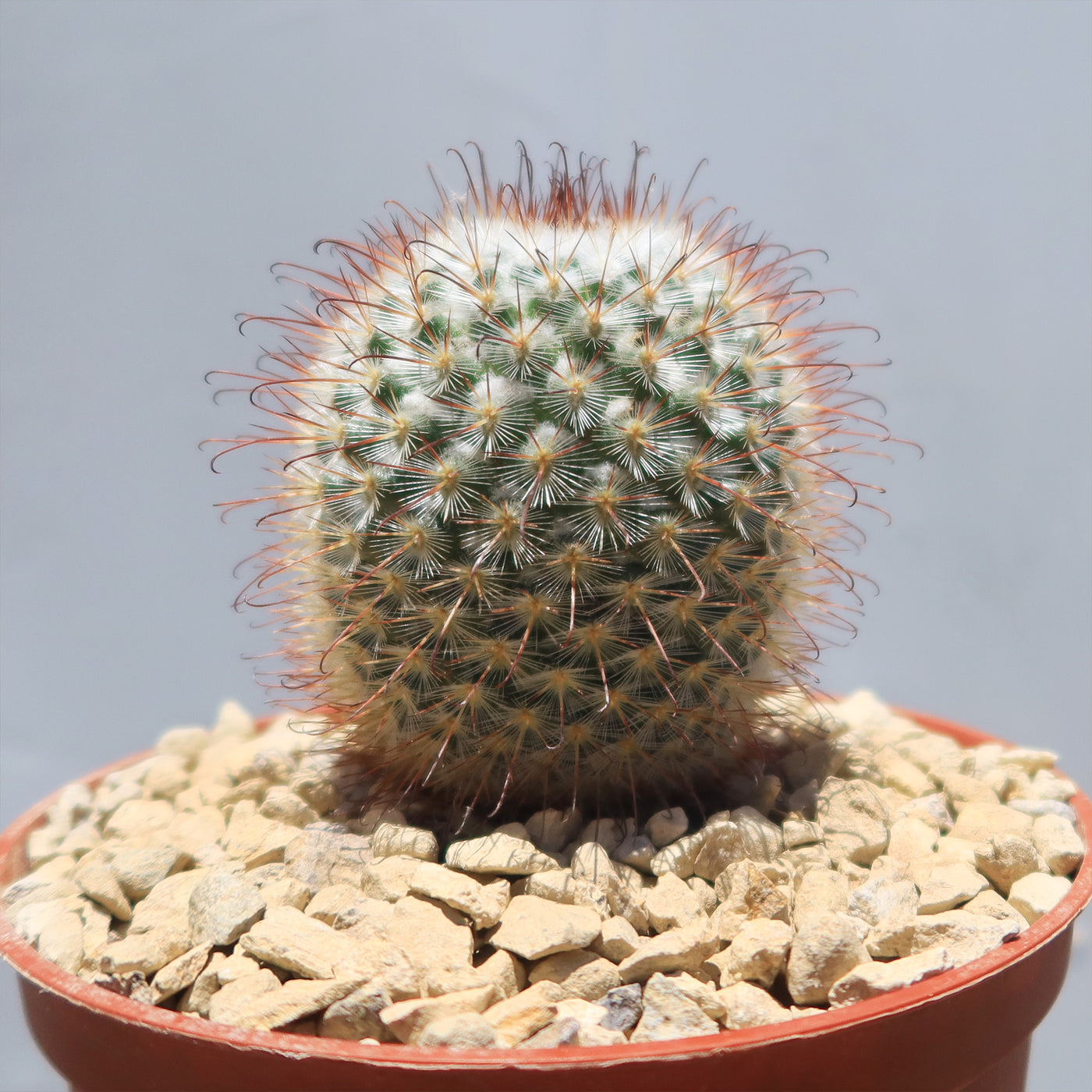 Mammillaria bombycina