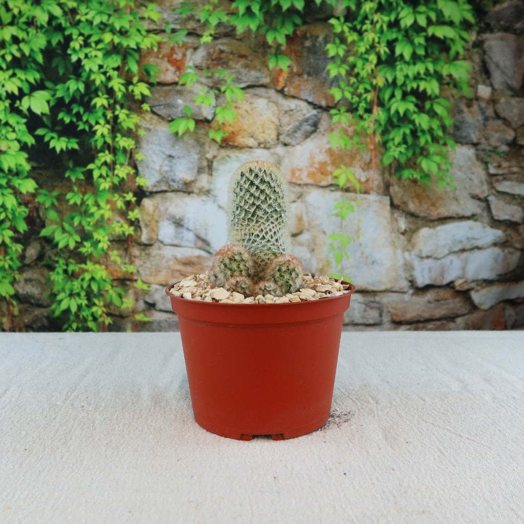 Mammillaria carmenae