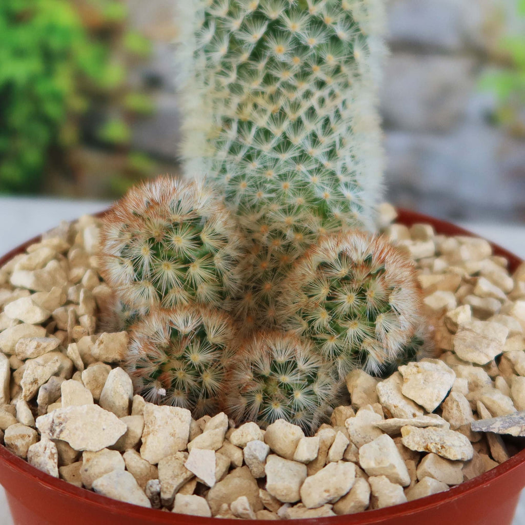 Mammillaria carmenae