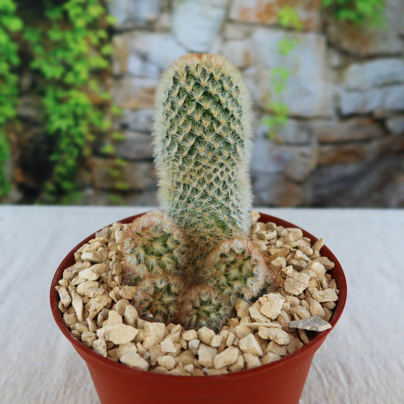 Mammillaria carmenae – Planet Desert