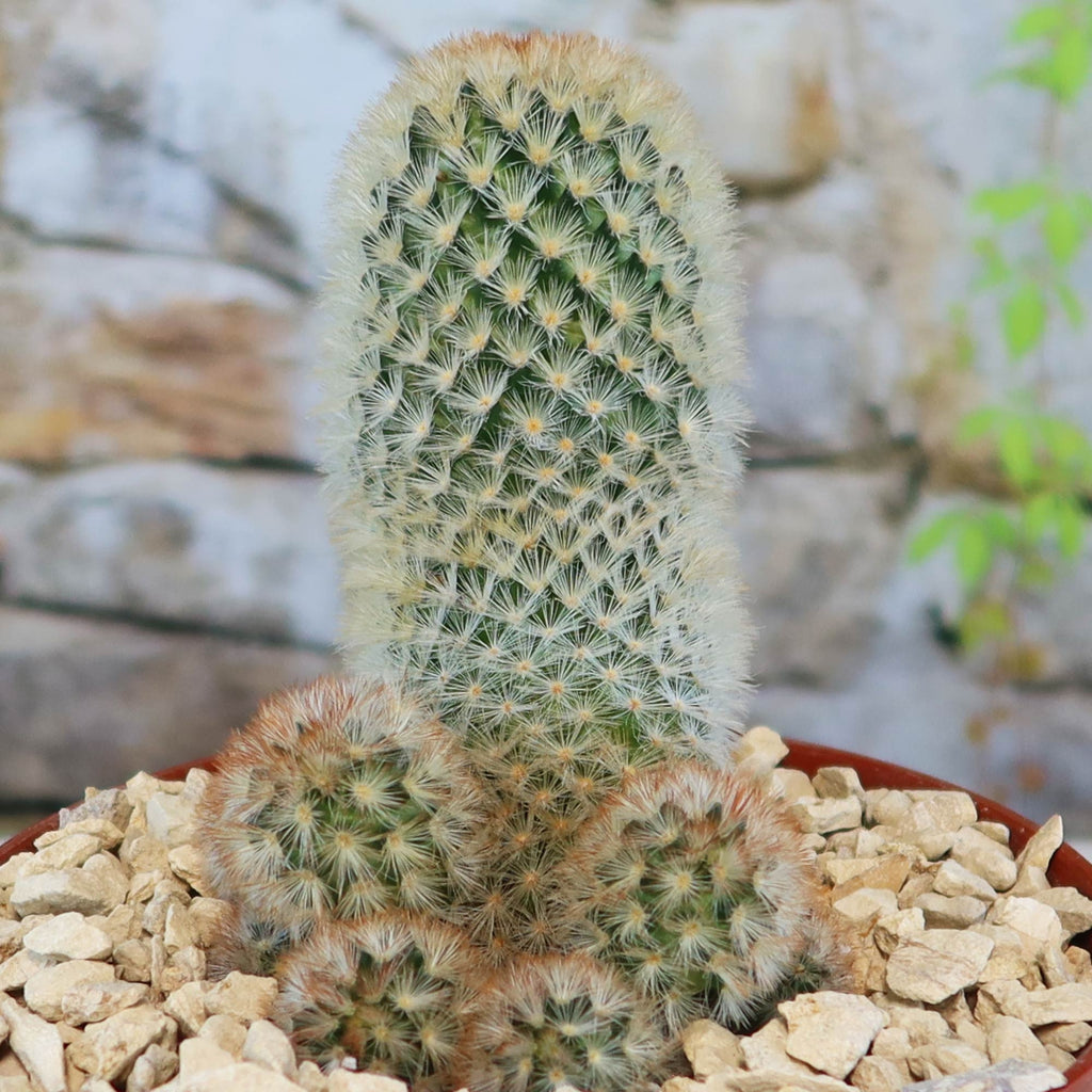 Mammillaria carmenae