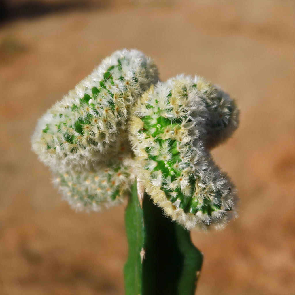 Mammillaria Carmenae Cristata