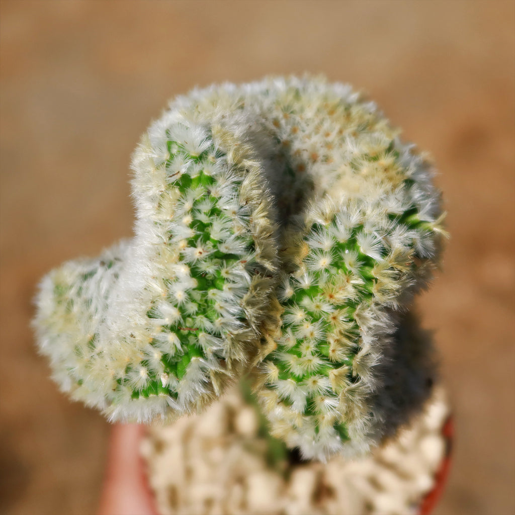 Mammillaria Carmenae Cristata