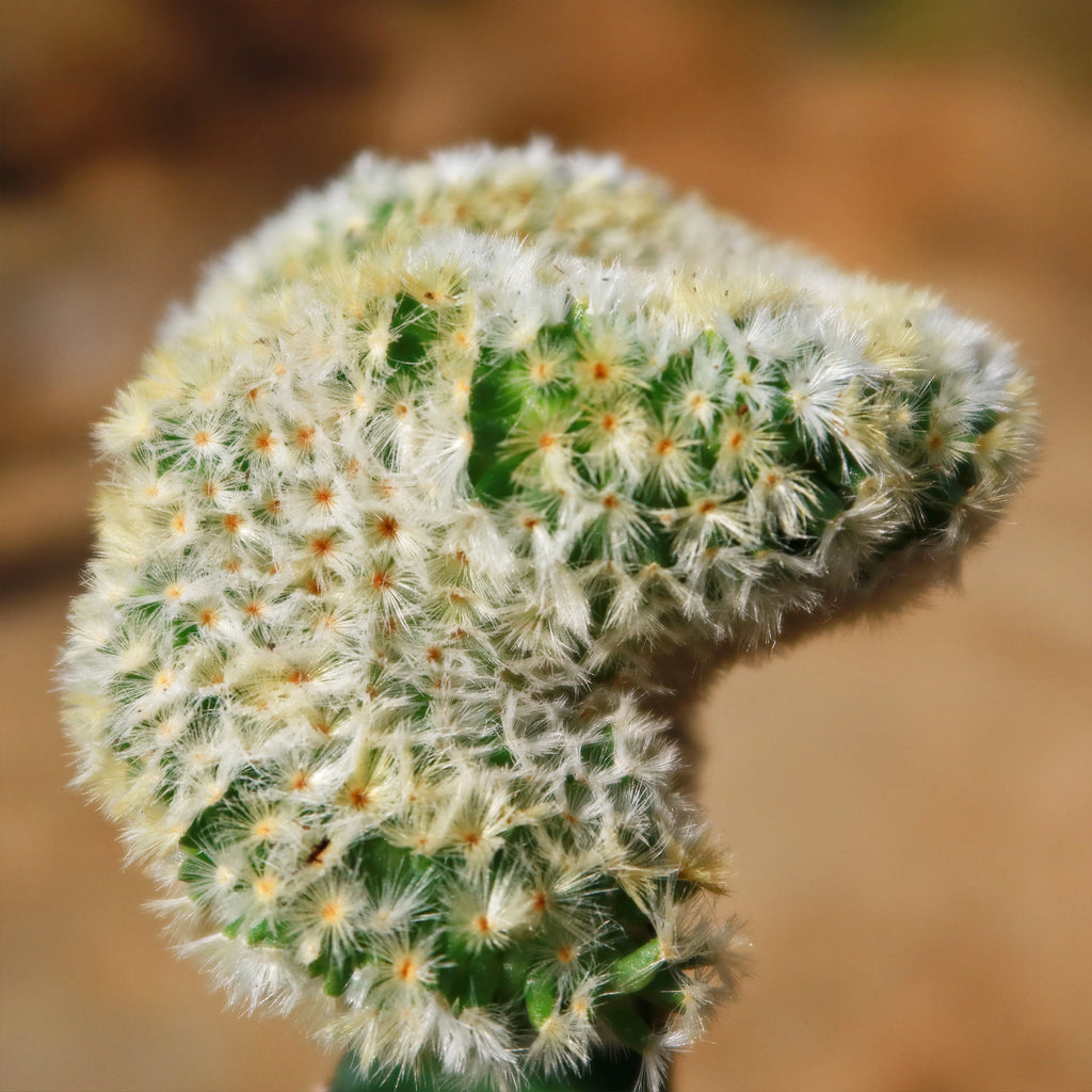 Mammillaria Carmenae Cristata