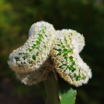 Mammillaria Carmenae Cristata