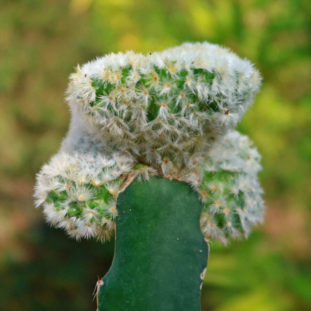 Mammillaria Carmenae Cristata