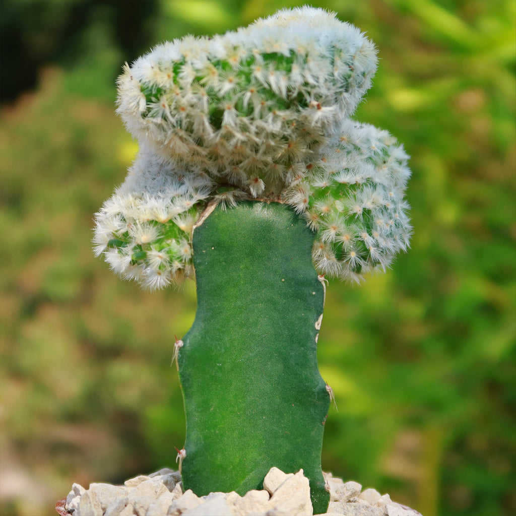 Mammillaria Carmenae Cristata