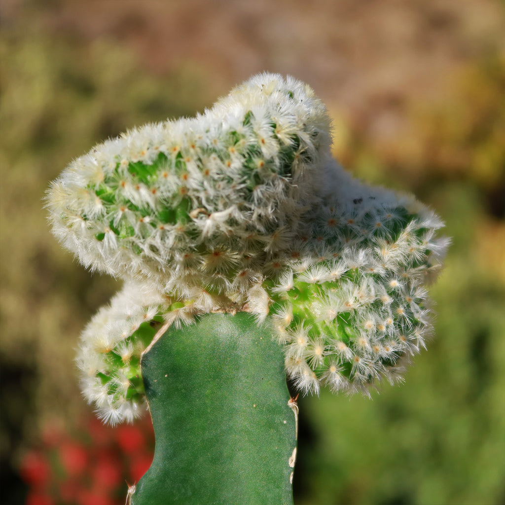 Mammillaria Carmenae Cristata