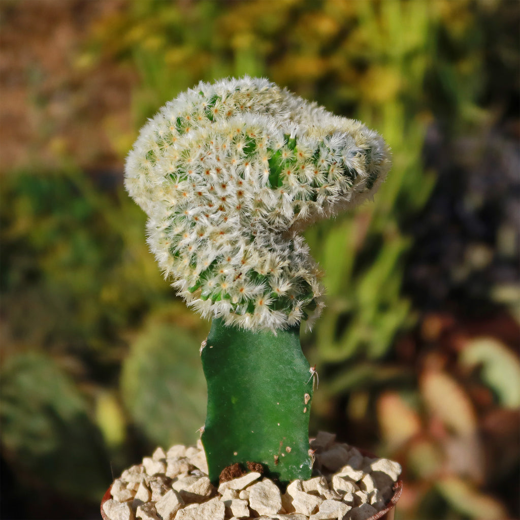 Mammillaria Carmenae Cristata