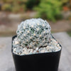 Mammillaria duwei